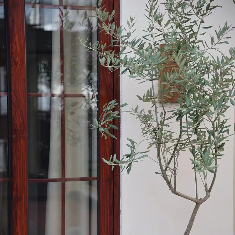 【可拍照选货】油橄榄树盆栽 真树大型植物 室内阳台庭院绿植花卉,淘宝优惠券,粉丝福利购,淘宝优惠卷