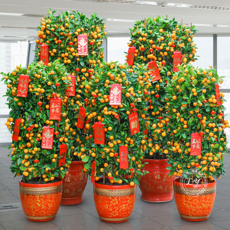 金桔树金橘树 室内观果植物盆栽 春节年宵花卉年桔带果送货上门,淘宝优惠券,粉丝福利购,淘宝优惠卷