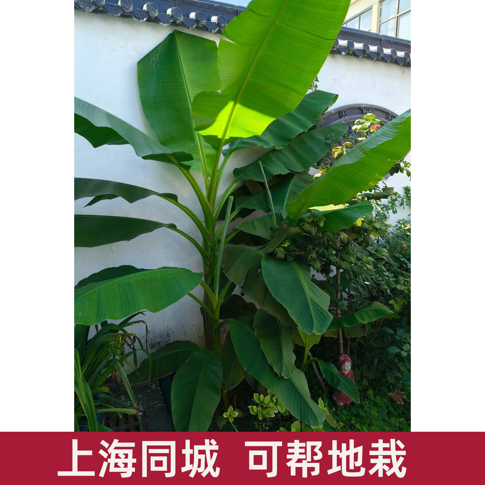 大型芭蕉树盆栽 阳台户外庭院绿植花卉芭蕉苗 耐寒耐晒大叶植物 - 图1