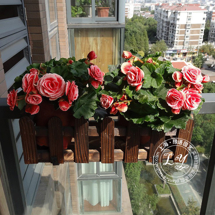 海棠花盆栽 室内阳台客厅办公室观赏绿植花卉观花植物 送货上门,淘宝优惠券,粉丝福利购,淘宝优惠卷