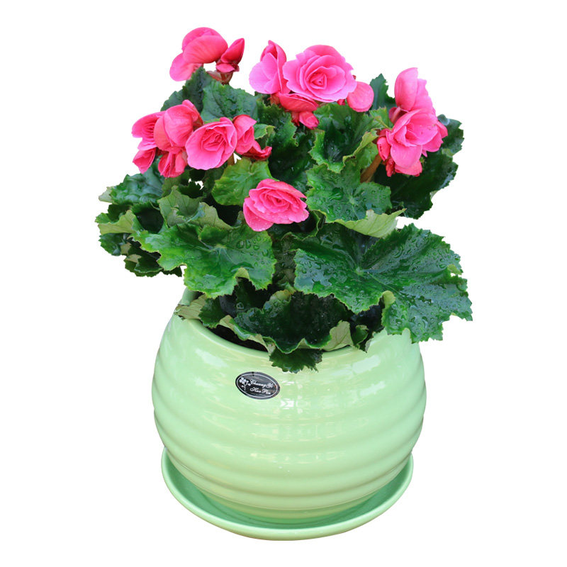 海棠花盆栽 室内阳台客厅办公室观赏绿植花卉观花植物 送货上门,淘宝优惠券,粉丝福利购,淘宝优惠卷