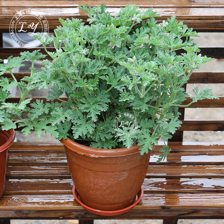 驱蚊草 盆栽庭院阳台绿植花卉植物室内香草香叶 驱蚊天竺葵盆栽 - 图1