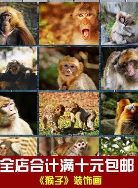 猴子海报动物猕猴金丝猴相框墙画贴画挂画儿童卧室书房学校装饰画