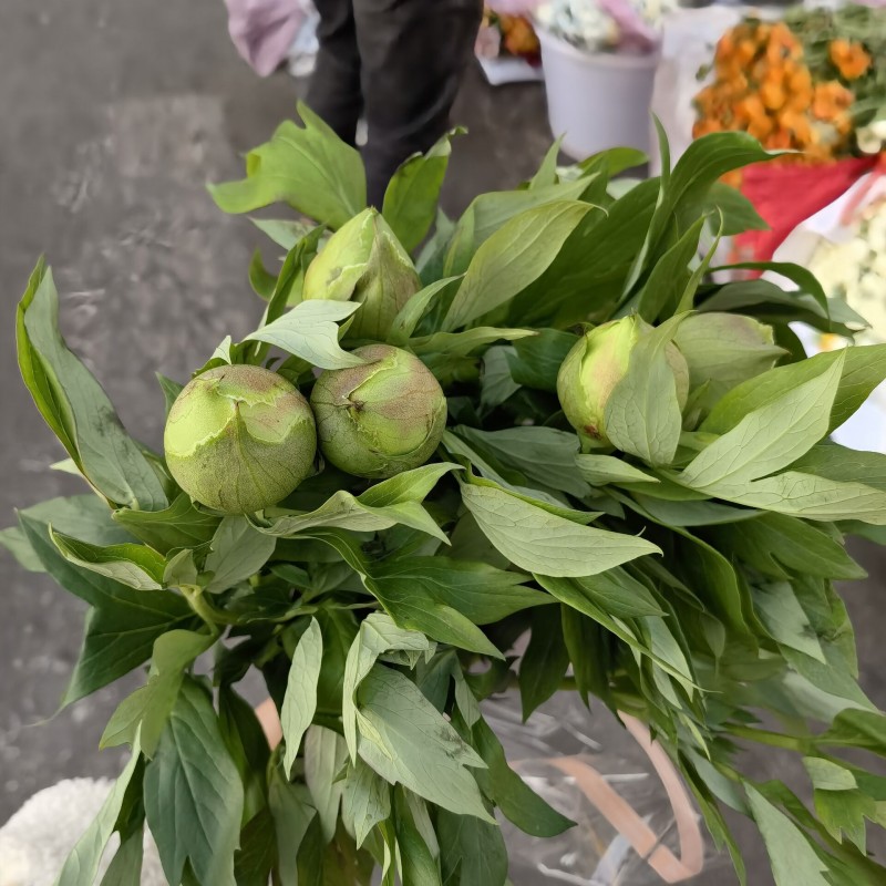 巴茨拉黄芍药花鲜切花水养唯美时令花办公室家庭插花昆明鲜花直发-图1