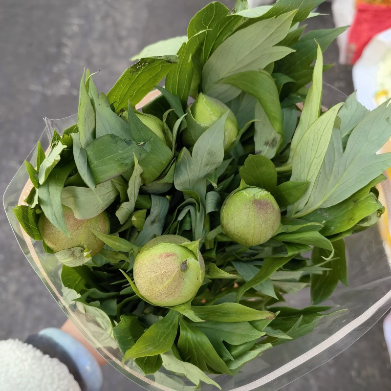 巴茨拉黄芍药花鲜切花水养唯美时令花办公室家庭插花昆明鲜花直发-图2