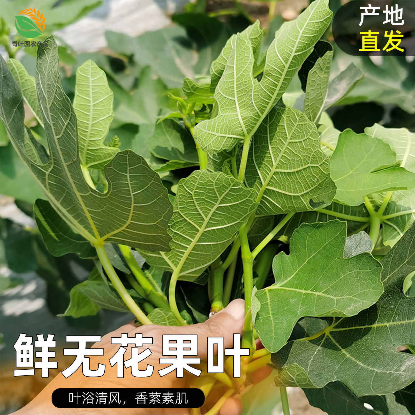 新鲜无花果树叶子500g广西产地现摘现发加冰发货包邮