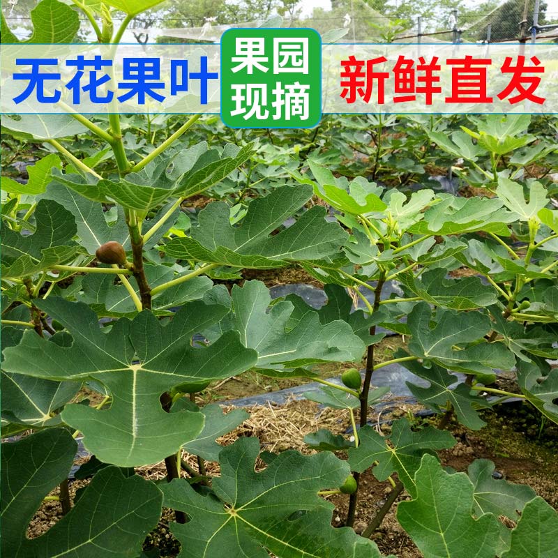 【顺丰空运】新鲜无花果叶子600g树叶广西产地直供现摘现发-图0