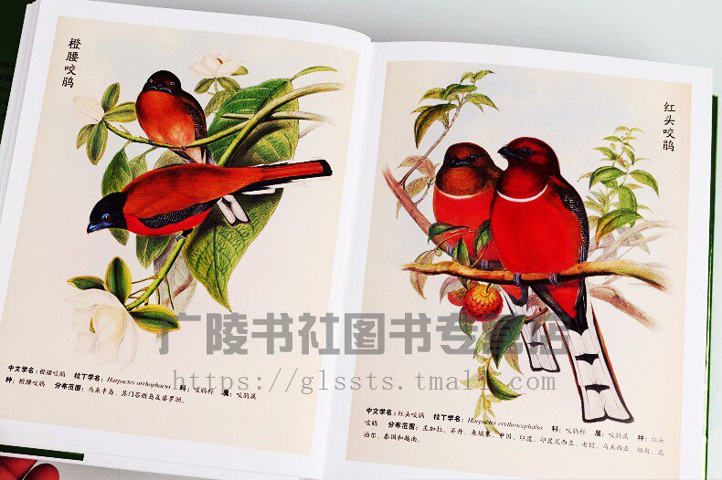 亚洲鸟类图鉴 约翰古尔德 亚洲鸟类科普百科版画欣赏作品集艺术图鉴作品集自然动物知识基础动物保护鸟类生存习性科普 江苏凤凰