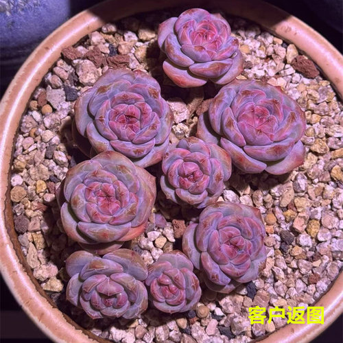多肉花植物 一物一拍橙梦露 星影橙 绮丽多肉园艺 多肉植物盆栽 - 图1