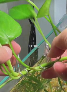 鱼缸挂l水培植物黄金葛吊