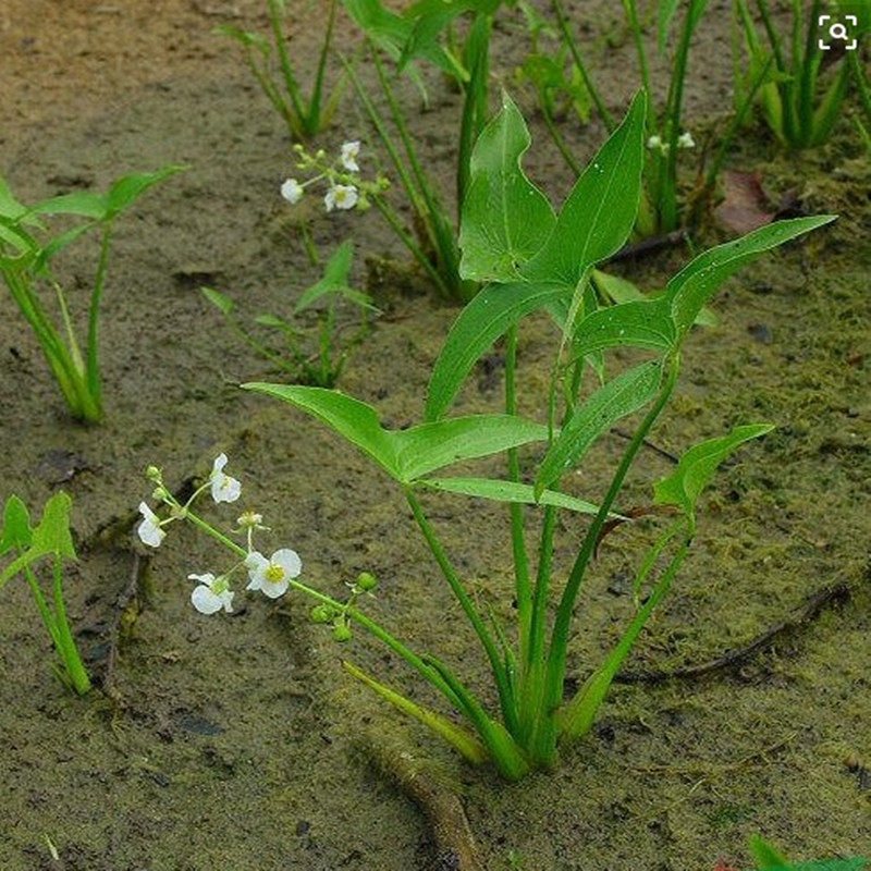 茨菇草图片,白菇图片,菇叶片图_大山谷图库