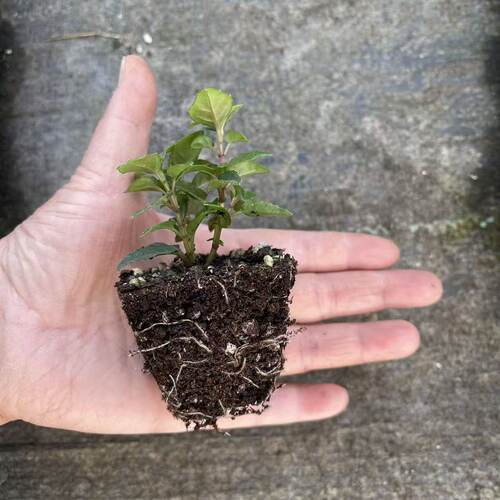 倒挂金钟花苗 灯笼花重瓣多季节开花花卉植物可做棒棒糖 - 图0