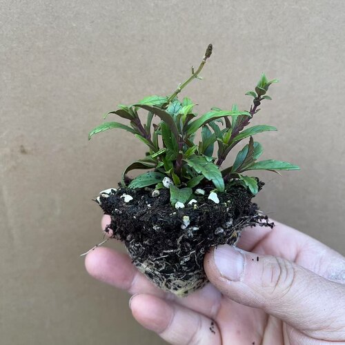 满24元包邮 黄芩“蓝火”苗蓝紫色系线条植物 耐热花园宿根庭院 - 图0