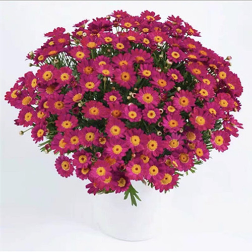 满24元包邮玛格丽特花苗50穴盘 茼蒿菊 木春菊 庭院花园易开花 - 图3