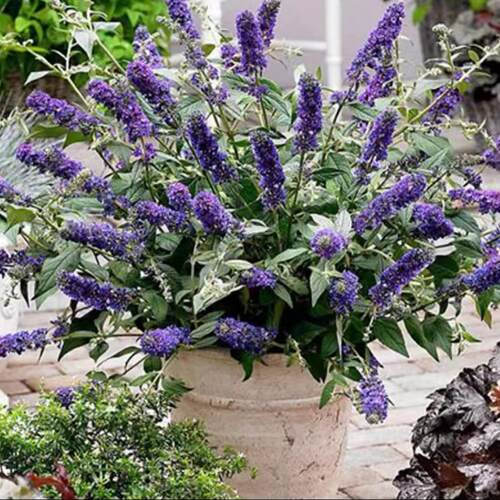 满24元包邮 醉鱼草花苗 盆栽室外庭院多年生宿根灌木耐寒耐热 - 图3