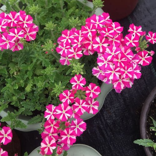 满24元包邮美女樱花苗 多色多年生好养活庭院植物 耐热耐寒易开花 - 图0