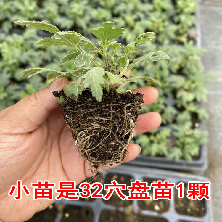 满18元包邮 球菊小苗 荷兰菊千头菊小米菊 纽扣菊 糖果菊易爆盆 - 图0