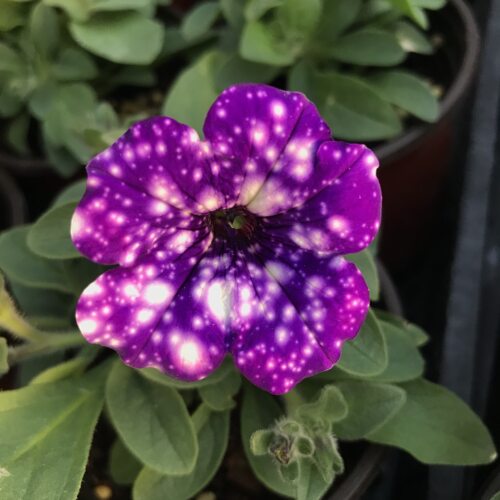 满24元包邮矮牵牛花苗 垂吊 重瓣冰淡紫 伊丽莎白 星空 苏糖泡泡 - 图1