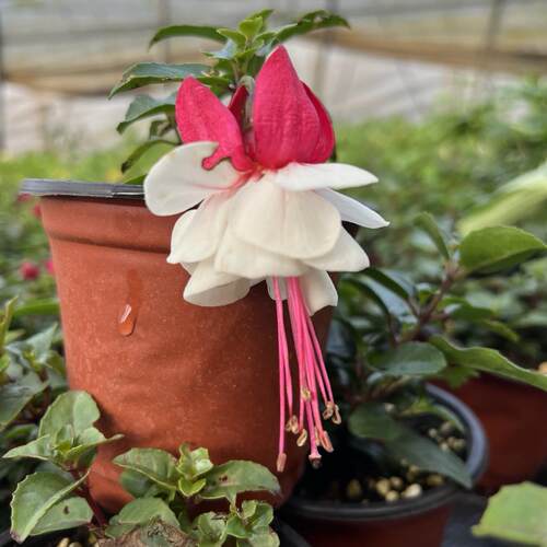 倒挂金钟花苗 灯笼花重瓣多季节开花花卉植物可做棒棒糖 - 图3
