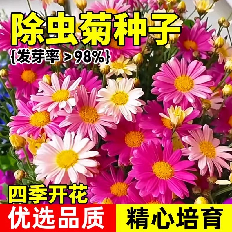 除虫菊花种籽子四季播种开花驱蚊草驱虫菊花苗盆栽庭院花卉植物孑 - 图2