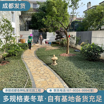 Dwarf Wheat Winter Grass Courtyard building View viewing lawn Dwarf Lilyturf Japan Jade Dragon Grass Villa Garden Forest Green Fine Leaf along the Grass