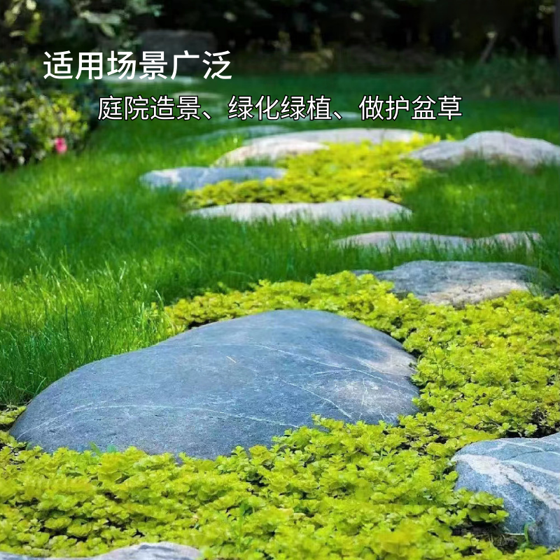 金叶过路黄垂吊绿植黄金佛甲草盆栽耐热耐旱中华景天观叶地被植物 - 图0