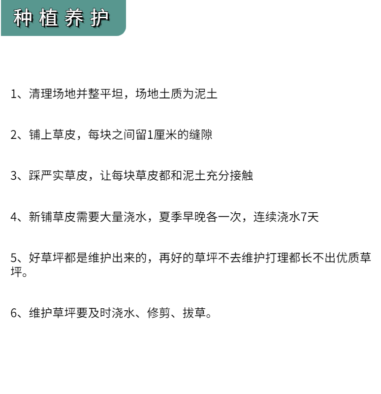 草坪草皮带泥土台湾二号矮麦冬草庭院四季青真草皮马尼拉免修剪草-图1