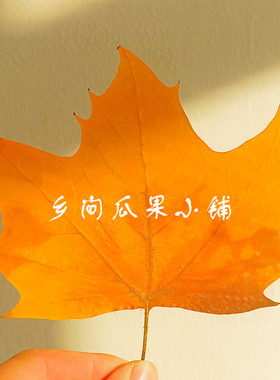 新鲜天然真树叶落叶梧桐叶树叶装饰diy干树叶创意标本 黄色梧桐叶