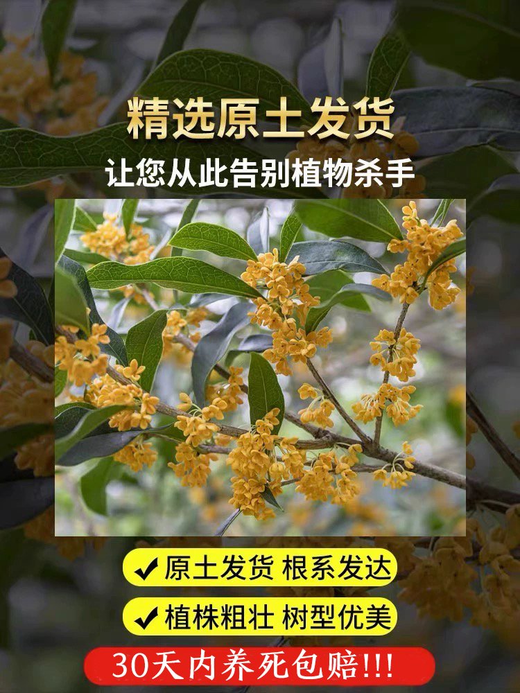 桂花盆栽室内客厅四季桂花绿植金桂树苗花卉浓香型阳台四季开花 - 图1