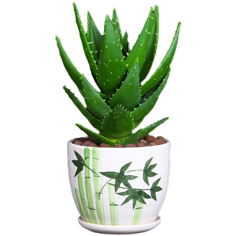 芦荟盆栽不夜城多肉植物耐旱好养室内客厅防辐射净化空气阳台花卉,淘宝优惠券,粉丝福利购,淘宝优惠卷