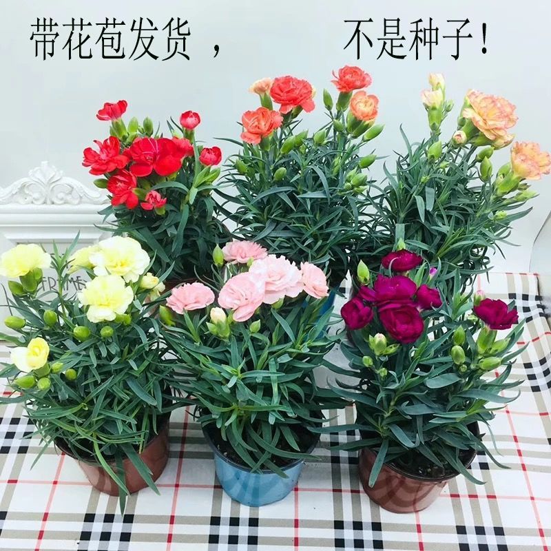 康乃馨盆栽带花苞石竹花绿色四季开花室内阳台客厅绿植花卉好养活 - 图1