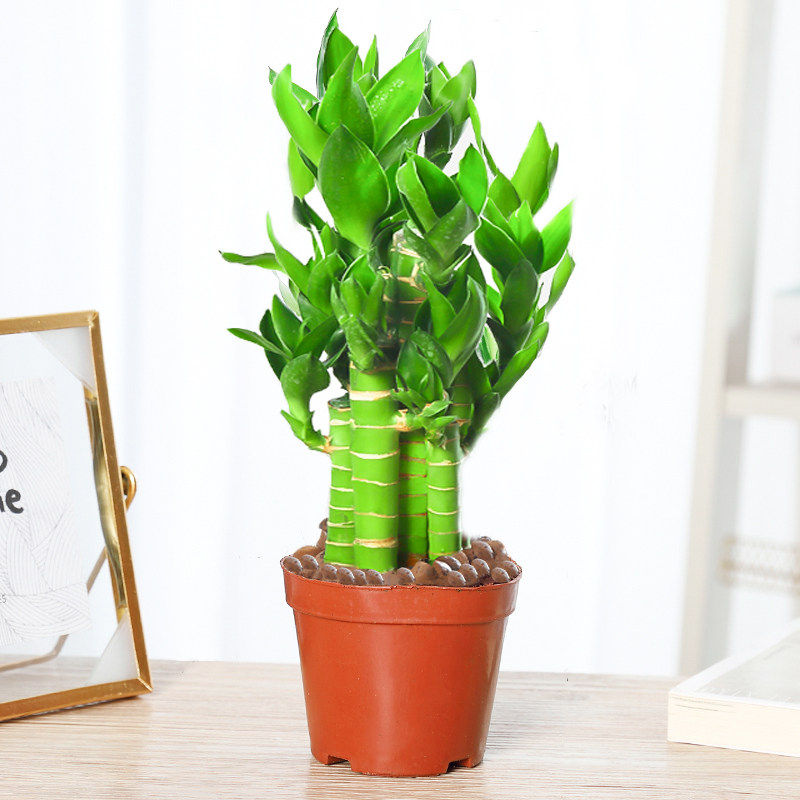荷花竹观音富贵竹水培植物带根花卉绿植办公室内盆栽易活好养绿萝,淘宝优惠券,粉丝福利购,淘宝优惠卷