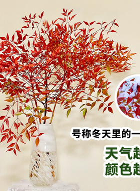 南天竹水培植物室内水养花卉火焰盆景绿植客厅办公室桌面好养盆栽