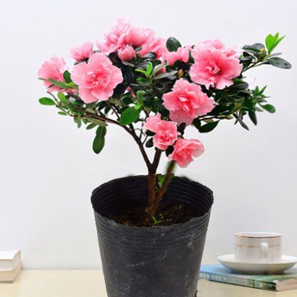 【带花苞原土】杜鹃花苗盆栽花卉植物室内外客厅阳台绿色植物盆景 - 图1