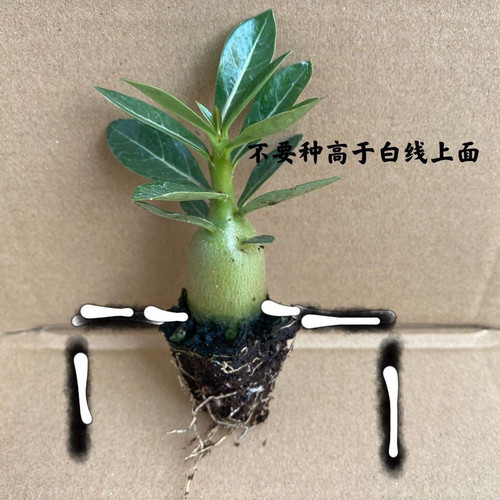 沙漠玫瑰盆栽沙漠玫瑰重瓣四季盆栽耐旱好养活南北方栽植易成活 - 图3