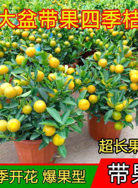 四季金桔树盆栽带果可食用金橘子树苗室内客厅招财树盆景年宵花卉