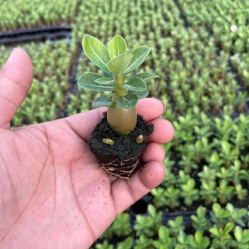 沙漠玫瑰盆栽沙漠玫瑰重瓣四季盆栽耐旱好养活南北方栽植易成活 - 图0