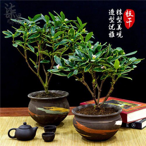 金边瑞香耐寒花卉观花植物室内带花浓香型观花盆栽四季盆景绿植花 - 图3