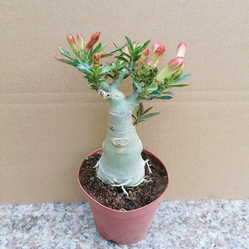 沙漠玫瑰四季盆栽花苗重瓣带花老桩好养阳台开花花卉多肉植物 - 图1