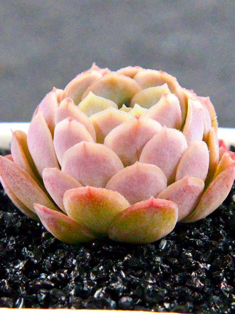 多肉植物室内组合小花卉秋天盆栽冰梅套餐办公桌新款绿植含盆带土-图1