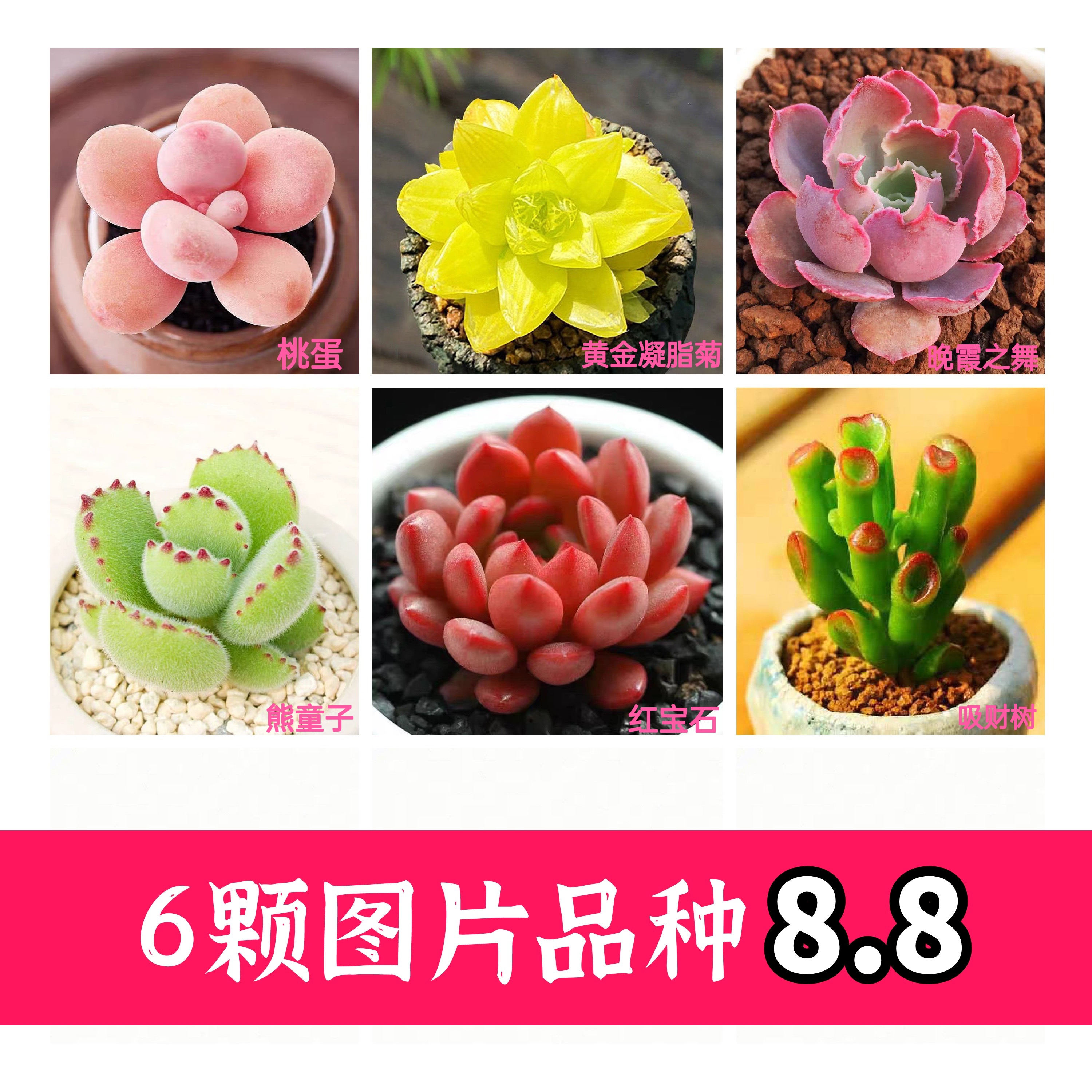 多肉植物精品特价盆栽绿植花卉新手易活大颗带盆吉娃娃红宝石玉露