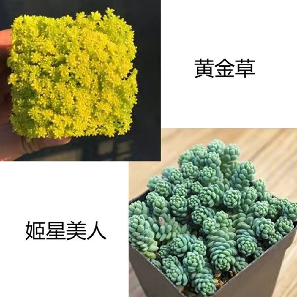 多肉植物精品特价盆栽绿植花卉新手易活大颗带盆吉娃娃红宝石玉露