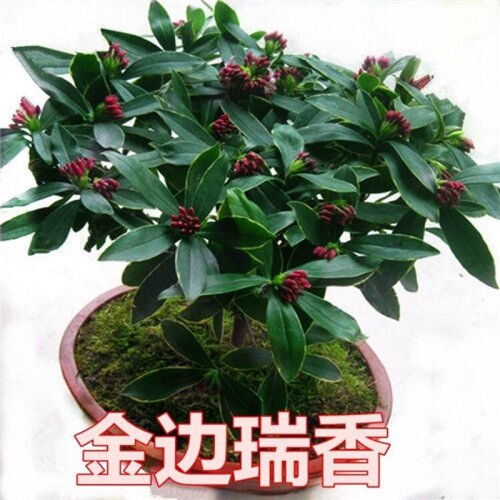 金边瑞香耐寒花卉观花植物室内带花浓香型观花盆栽四季盆景绿植花 - 图0