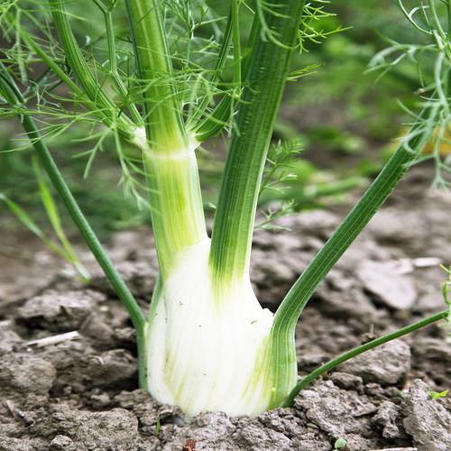 茴香种子蔬菜种籽回香菜种种子小茴香菜籽割茬盆栽小荤香籽菜种籽 - 图1