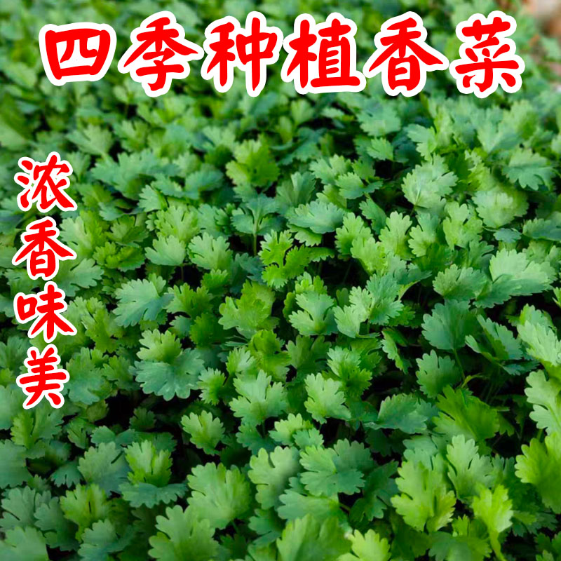 香菜种子四季阳台盆栽蔬菜种孑农家大叶芫荽香菜籽种小叶香菜种籽 - 图2