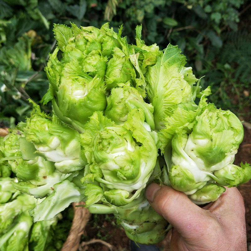 儿菜蔬菜种子儿菜种籽孢子芥菜四川娃娃抱儿菜种孑盆栽大头菜芥菜 - 图2