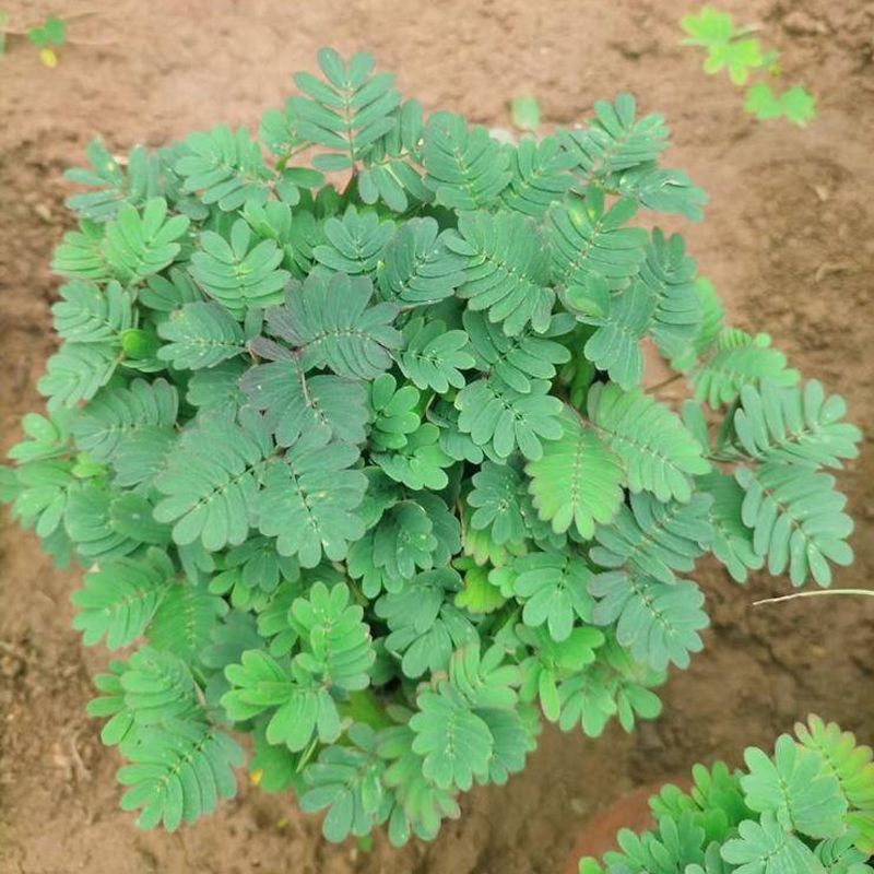 含羞草种子害羞草籽阳台盆栽四季春季花卉草种孑植物盆栽室内趣味 - 图2