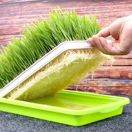 芽苗菜水培蔬菜西兰花香椿豌豆紫甘蓝花生芽豆苗绿豆黄豆黑豆芽菜 - 图0