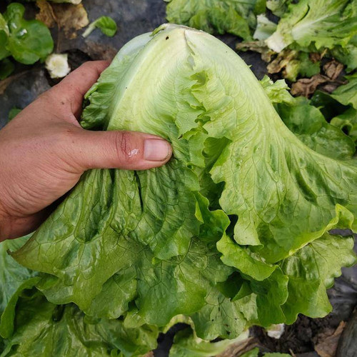 意大利生菜种籽生菜种籽种孑罗马生菜种孑种子四季玻璃生菜菜种籽 - 图2