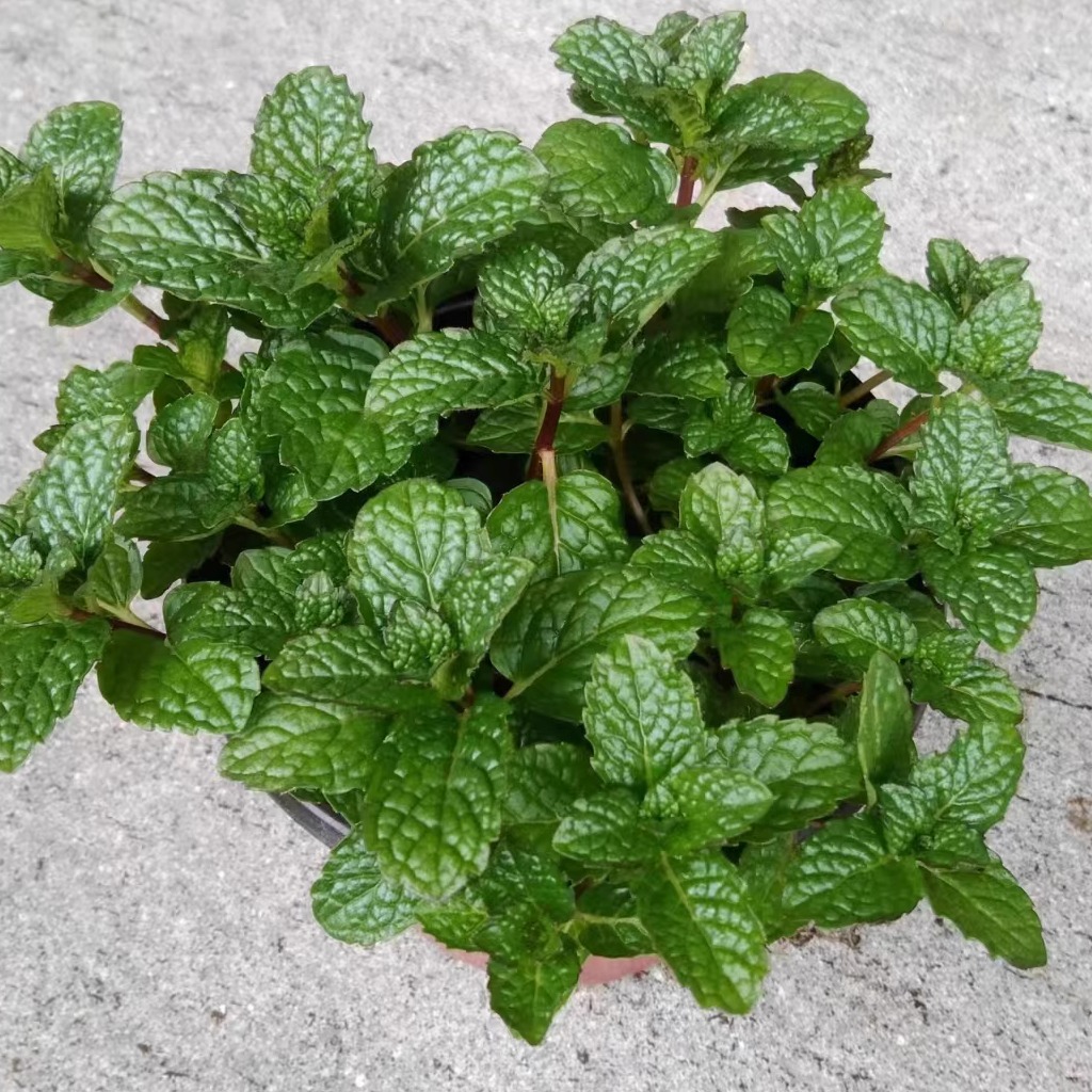 水培薄荷小型桌面绿植物盆栽  提神醒脑清香型香草植物 耐寒好养 - 图3